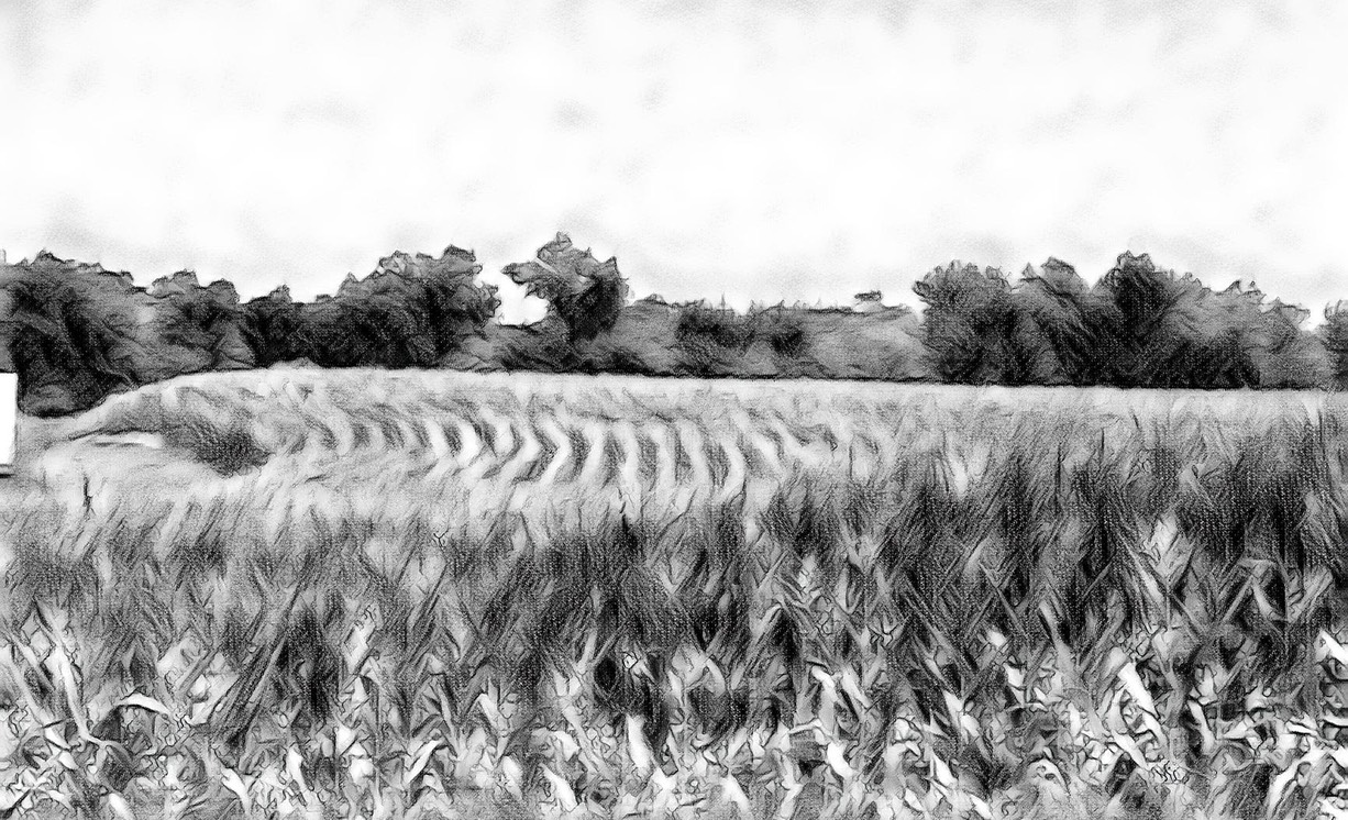 cornfield2