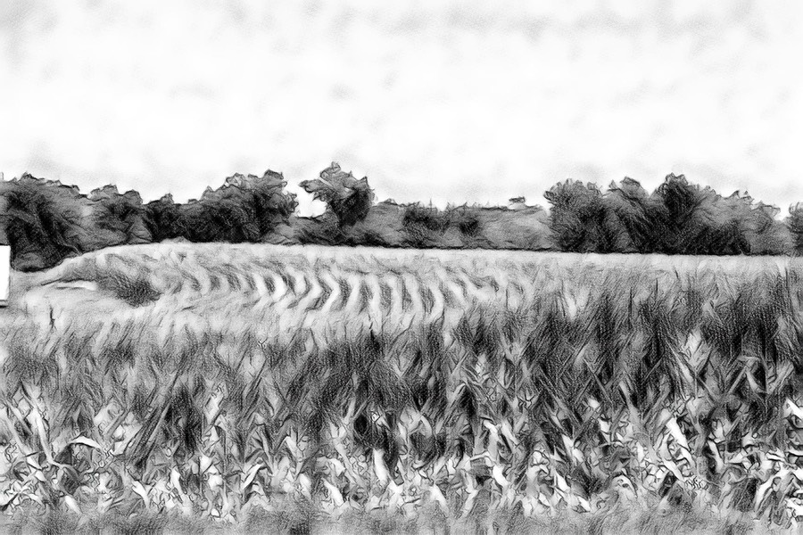 cornfield2