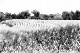 cornfield