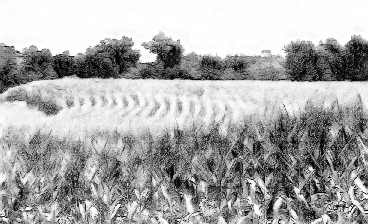 cornfield