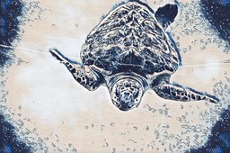 tortoise1