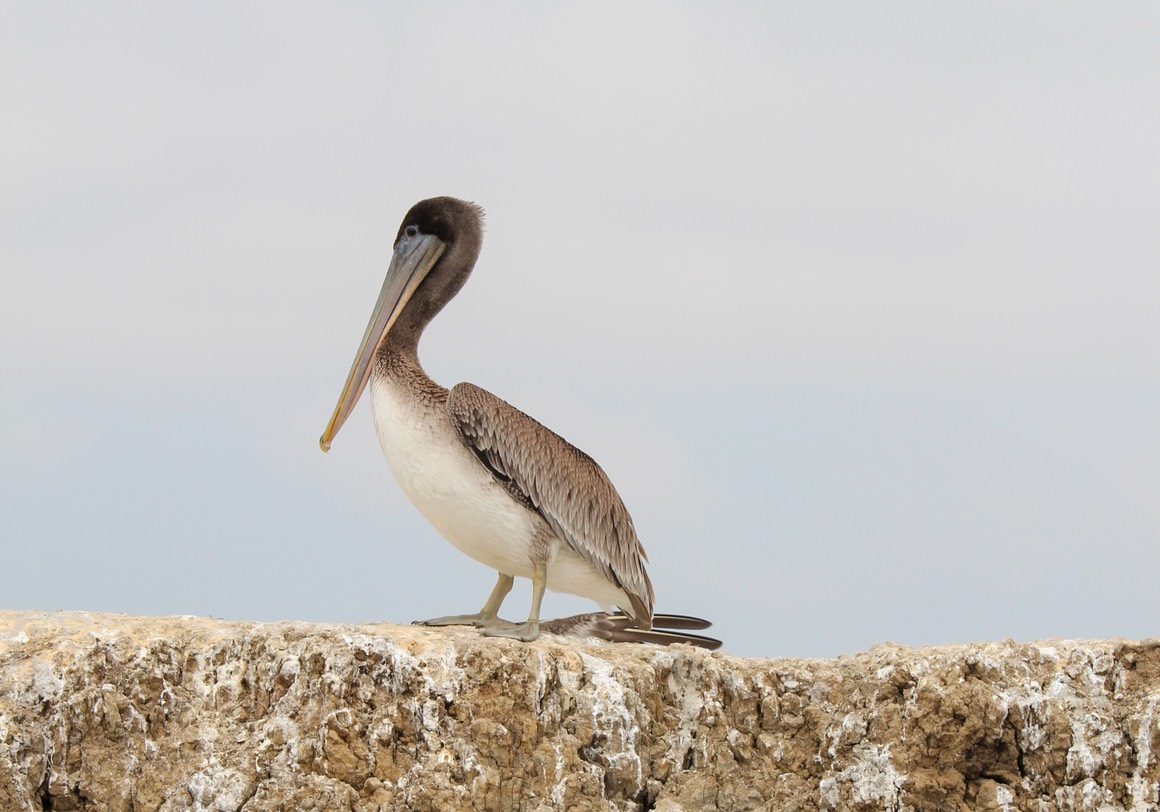 pelican21