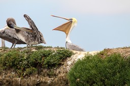 pelican23