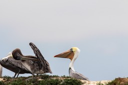 pelican25