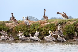 pelican33