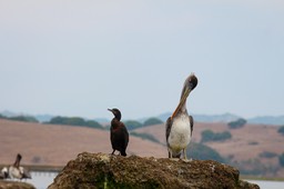 pelican4
