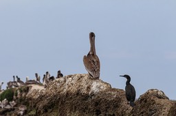 pelican9